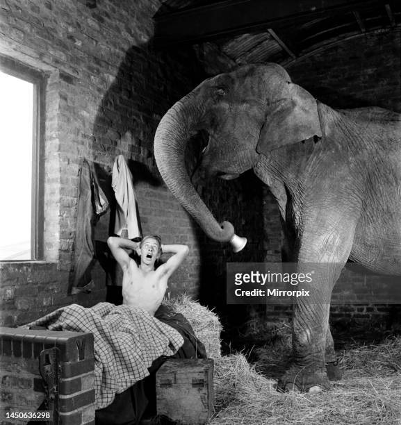 Comet, the 20 year old elephant, seen here waking up keeper Phillip Ashford at Chessington Zoo. July 1952.