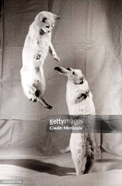 Rabbit and a jumping cat. March 1952.