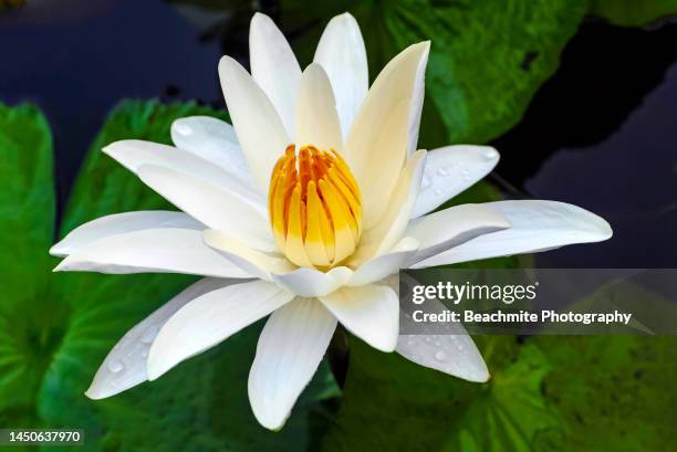 close up of a white water lily in bloom in kota kinabalu, sabah, malaysia - water lily imagens e fotografias de stock