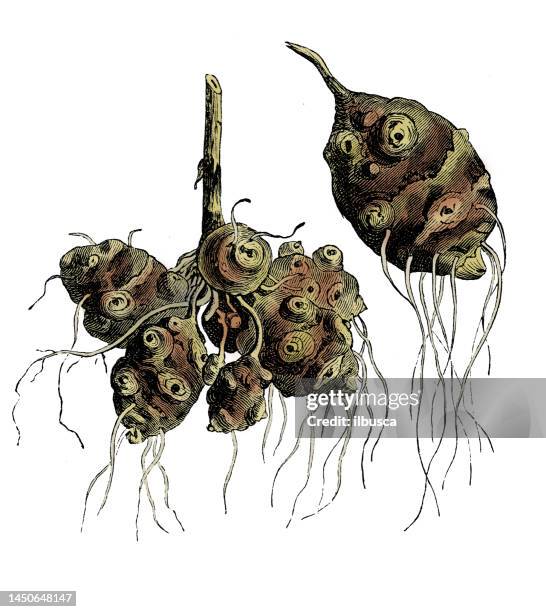 vegetables plants antique engraving color illustration: helianthus tuberosus (jerusalem artichoke, sunroot, sunchoke, earth apple, topinambour) - jerusalem artichoke stock illustrations