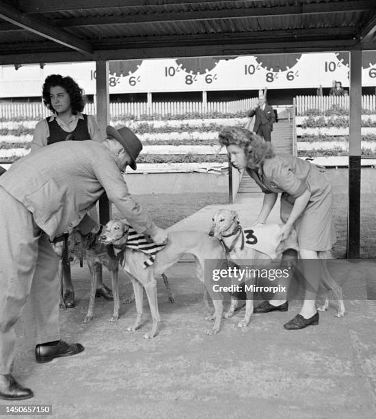 The race manager at the Sunbury on Thames and Park Royal greyhound track checks the identity of the dog against the dogs log book. Circa 1950.