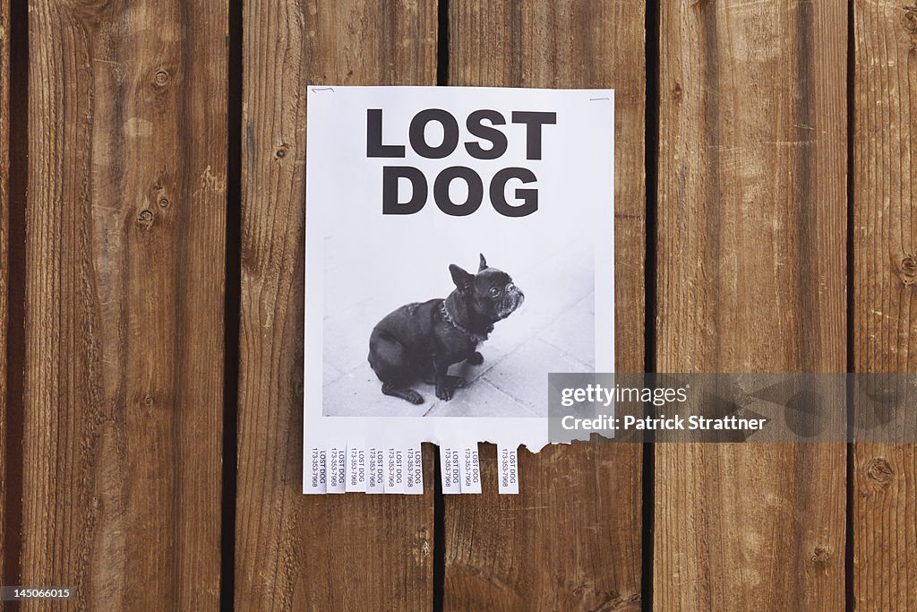 A lost dog flyer posted on a wooden fence