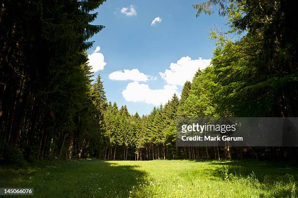 a clearing amongst a forest of pine trees, wolfratshausen, germany - waldlichtung stock-fotos und bilder