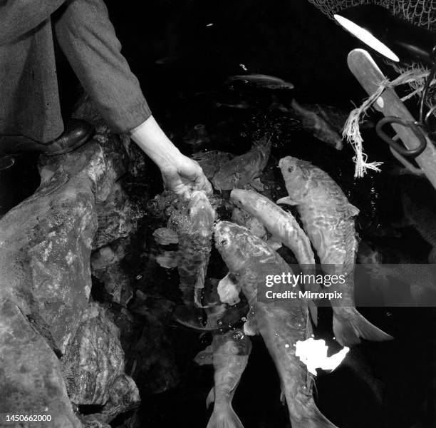 Feeding fish at London Zoo. 1959.