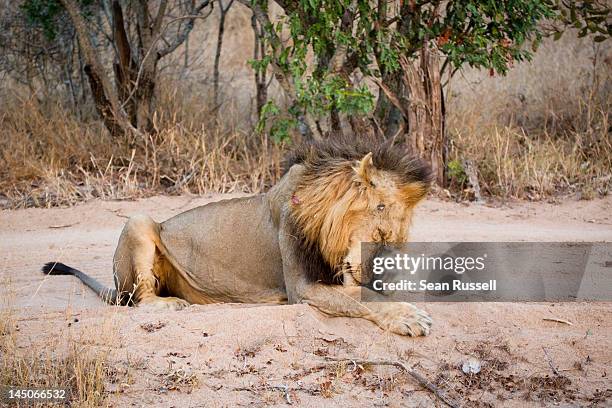 a male lion rubbing his face with his paw - male feet on face stock-fotos und bilder