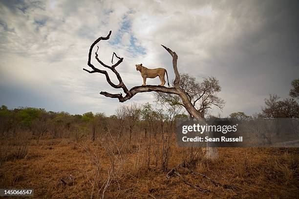 a female lion standing on bare branch - lion africa stock pictures, royalty-free photos & images