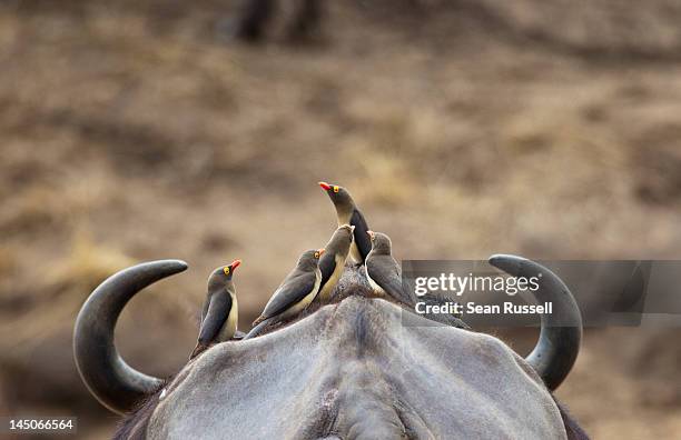 five yellow-billed oxpeckers perching on head of cape buffalo - symbiotic relationship stock-fotos und bilder