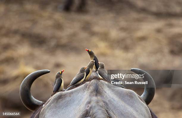 five yellow-billed oxpeckers perching on head of cape buffalo - symbiotic relationship fotografías e imágenes de stock