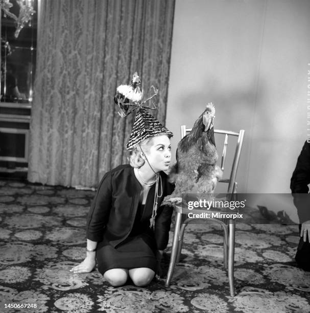 At the Cafe Royal, Regent St. The 5th Annual Festival of Poultry Feather Hats was held - there were two classes Fashion Hats and Zany Hats, both...