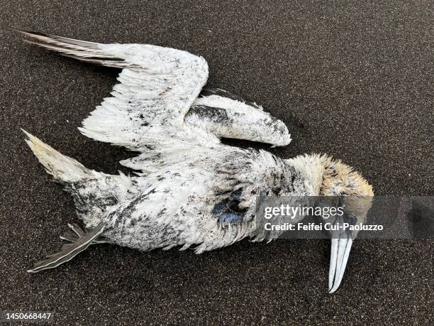close-up of a northern gannet at beach of alftafjordur - gannet stock pictures, royalty-free photos & images