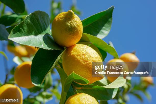 lemon tree - albero di limone foto e immagini stock