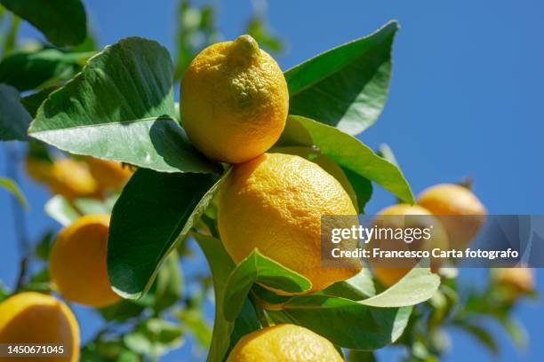 lemon tree - citrus limon foto e immagini stock