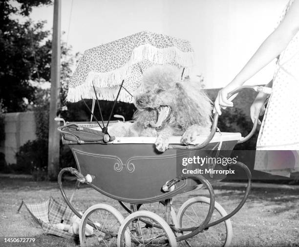 Mischa the French Poodle is pushed around in a doll's pram by a little girl whilst on holiday in Plymouth, Devon. 30th July 1955.