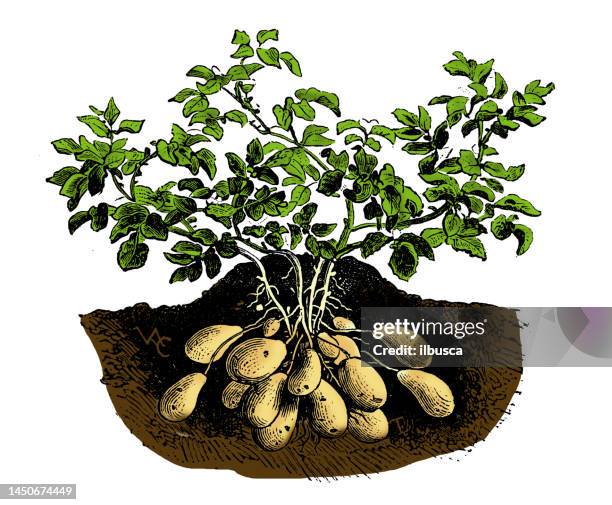 Poteto Tree Potato Tree Photos and Premium High Res Pictures - Getty Images