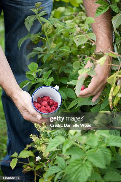 Reppoting Raspberries Picking Raspberries Photos and Premium High Res Pictures - Getty Images