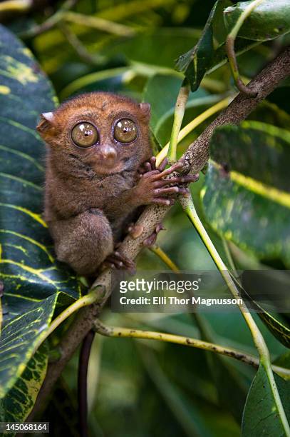 small monkey perched in tree - bohol philippines stock pictures, royalty-free photos & images