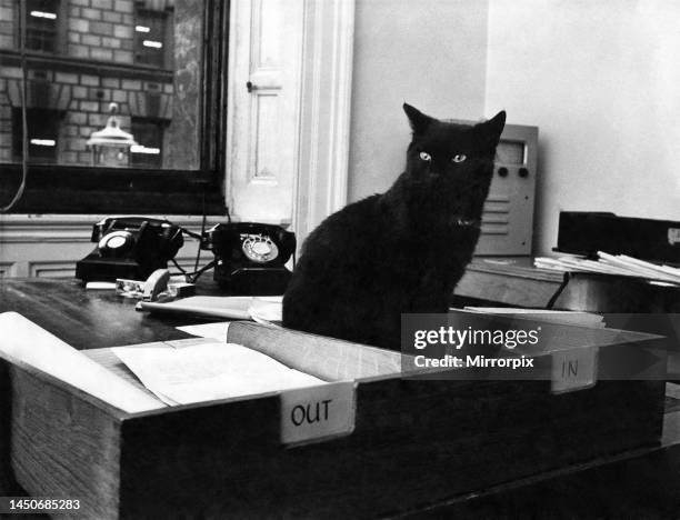 Peta gets VIP Welcome: Black cat Peta sits in an in tray at the Home Office - a sign that she has moved in as the only mouser on the white-hall...