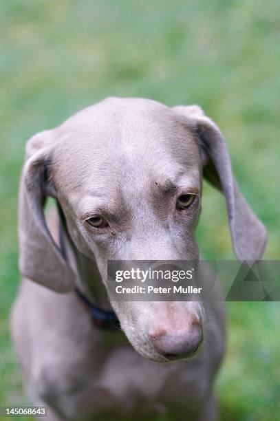 close up of dogs face - weimeraner stock-fotos und bilder