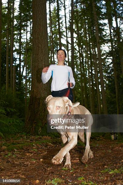 woman jogging with dog in forest - weimeraner stock-fotos und bilder
