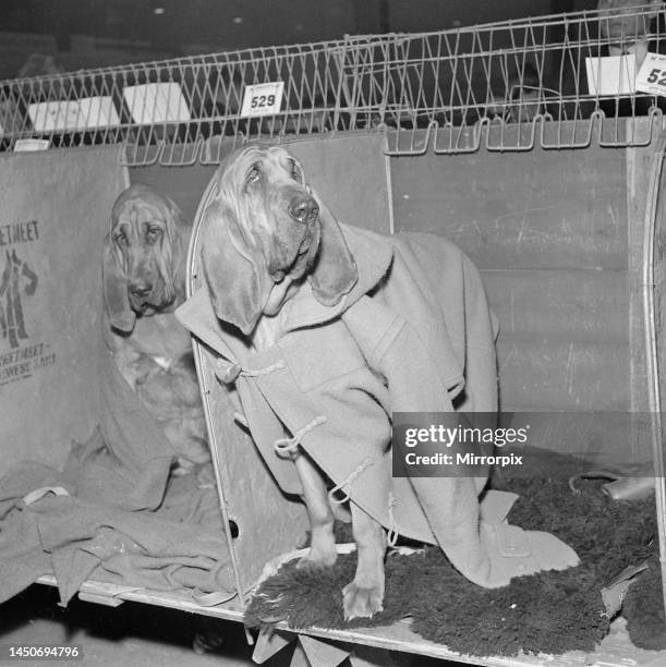 Rosie the bloodhound at the 1964 Crufts dog show, wearing a duffel coat and deer-hunting hat. February 1964.