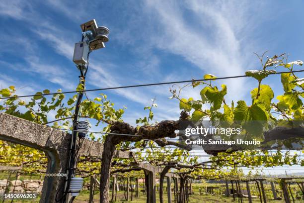 weather station on a vineyard of albarino variety - pluviômetro - fotografias e filmes do acervo