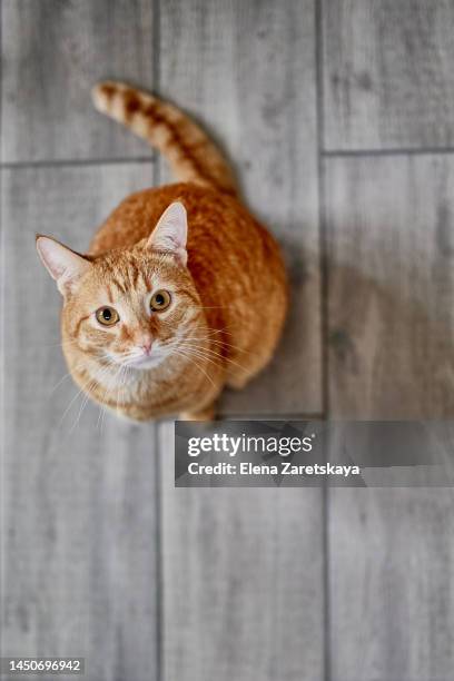 cat looking up - ginger cat stock-fotos und bilder