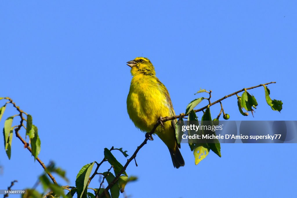 Yellow-fronted Canary (Crithagra mozambica)