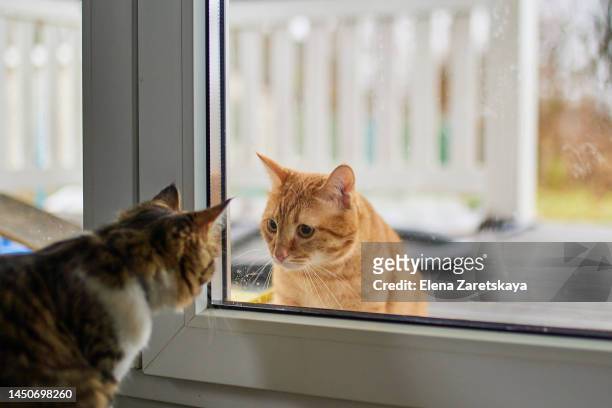 two cats looking through window - cat window stock pictures, royalty-free photos & images