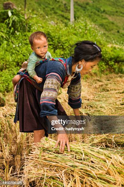 young woman harvesting rice with baby on her back, vietnam - hmong village stock pictures, royalty-free photos & images