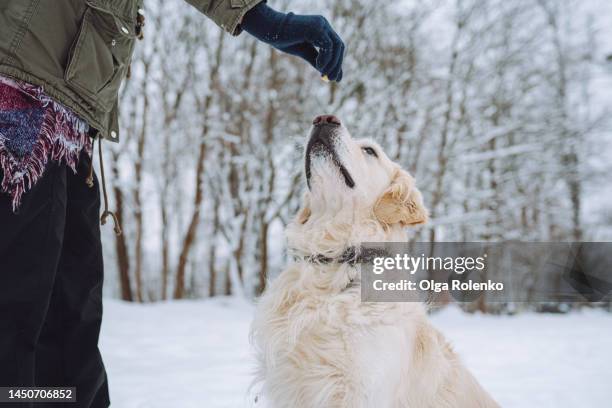 golden retriever dog waiting for snacks after playing in the snow. - adult eating no face stock pictures, royalty-free photos & images