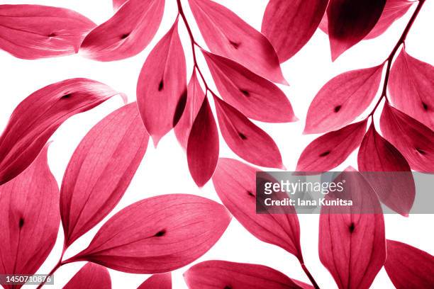 pink, red, viva magenta leaves on white isolated background. back light. beauty natural pattern. springtime concept. color of the year 2023. - september stock-fotos und bilder