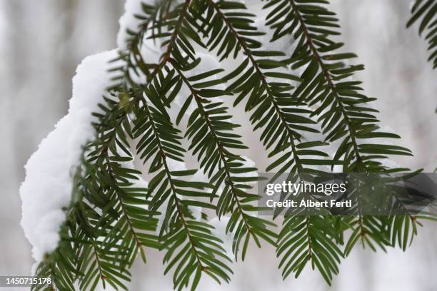 snowy branch - yew needles stock pictures, royalty-free photos & images