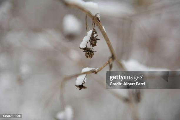 dried raspberry with snow - albert ramos imagens e fotografias de stock