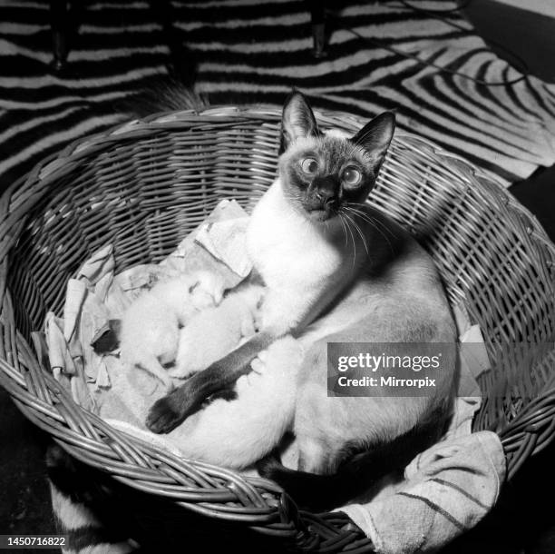 Elvis the cross-eyed Siamese cat. April 1964.