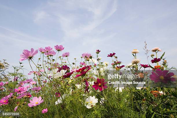 colourful flowers - wildflowers imagens e fotografias de stock