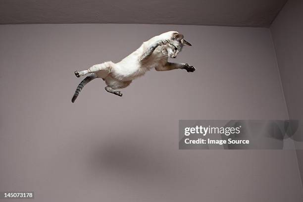 siamese cat jumping in the air - animal behavior ストックフォトと画像