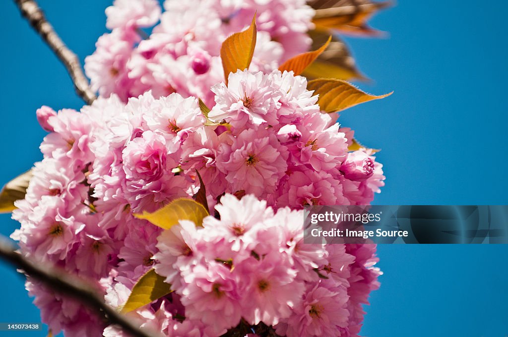 Pink cherry blossom