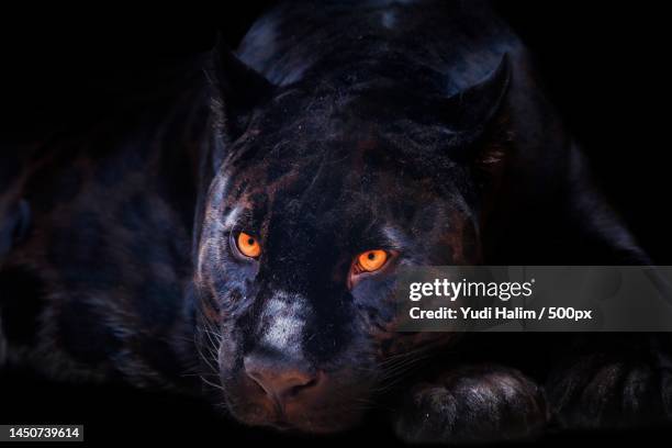 close-up portrait of black dog against black background,indonesia - black panther stock-fotos und bilder