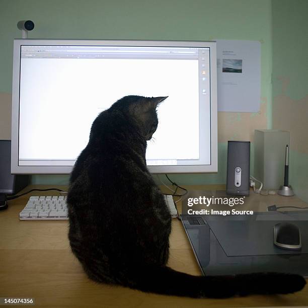 cat sitting on desk, looking at computer mouse - cat looking up bildbanksfoton och bilder