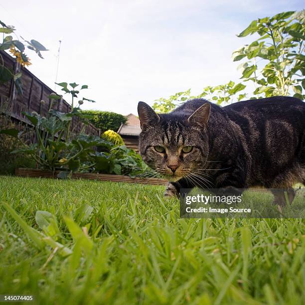 cat prowling in garden - domestic cat stalking stock pictures, royalty-free photos & images