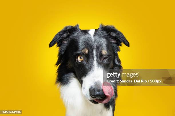 hungry border collie dog linking it nose with tongue and eating isolated on yellow background,girona,spain - dog eyes closed stock pictures, royalty-free photos & images