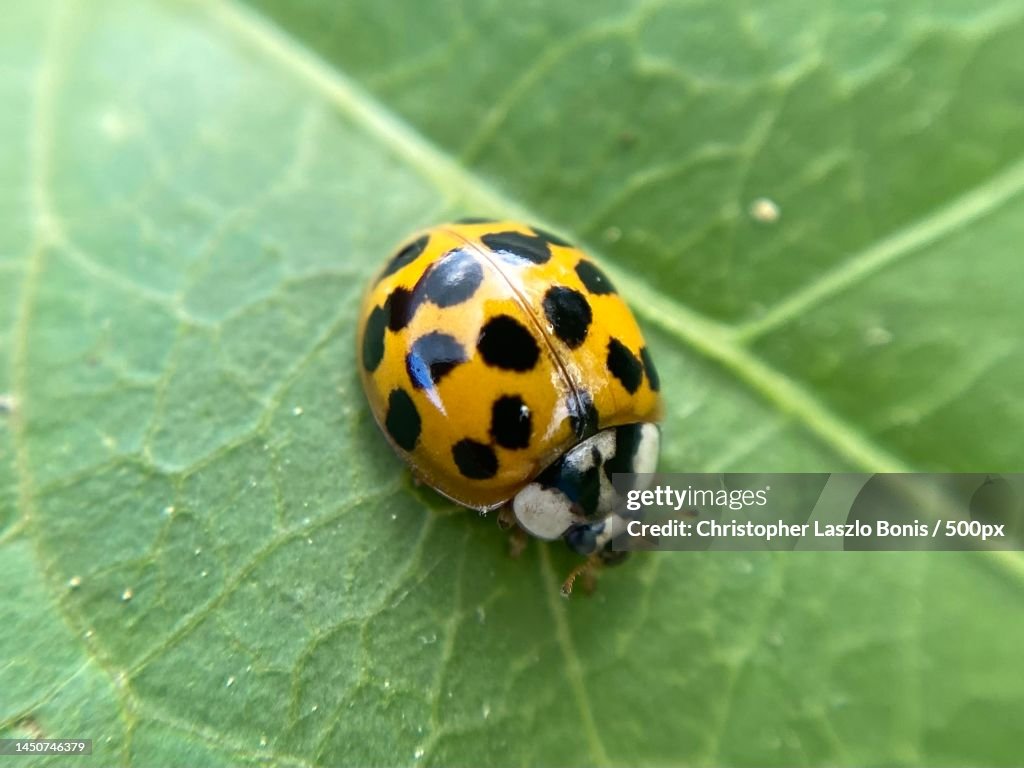 Orange Asian lady beetle Harmonia axyridis,Wellesley,Massachusetts,United States,USA