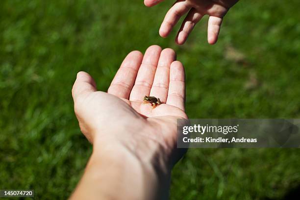 hand holding small frog - woman frog hand stock-fotos und bilder