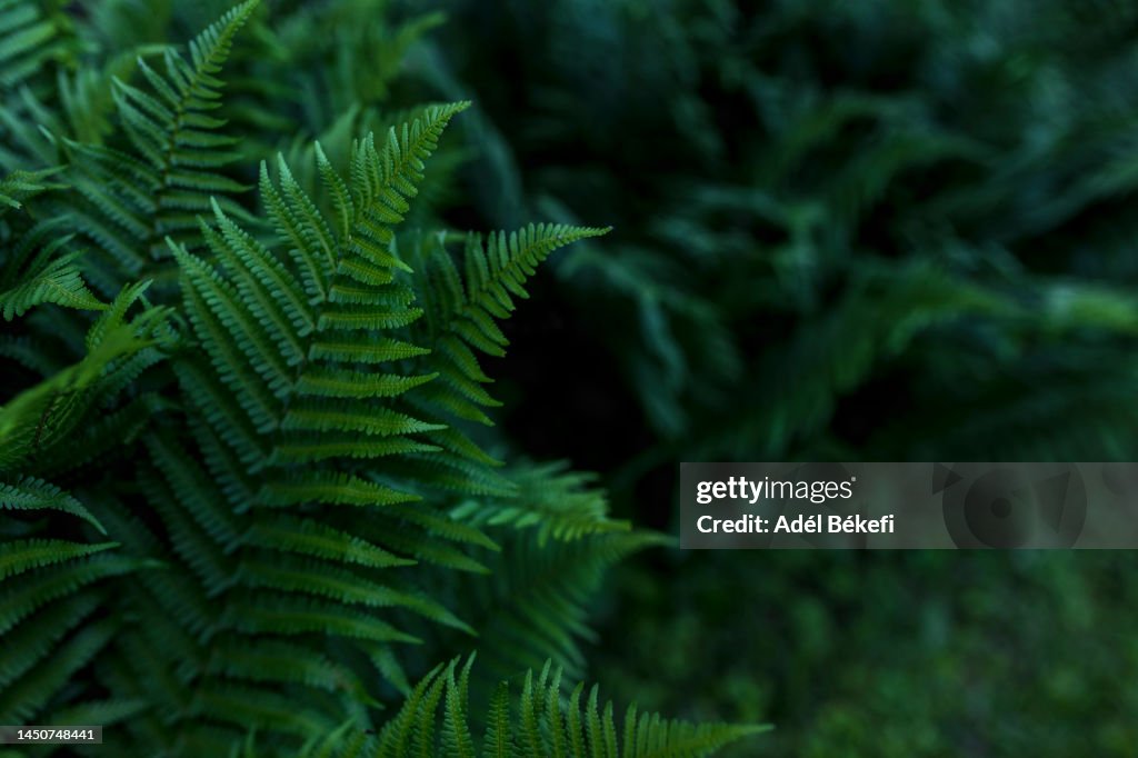 Natural Green Foliage Of Tropical Fern In Dark Tone Color