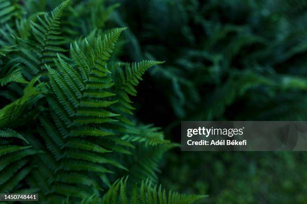 natural green foliage of tropical fern in dark tone color - farn stock-fotos und bilder