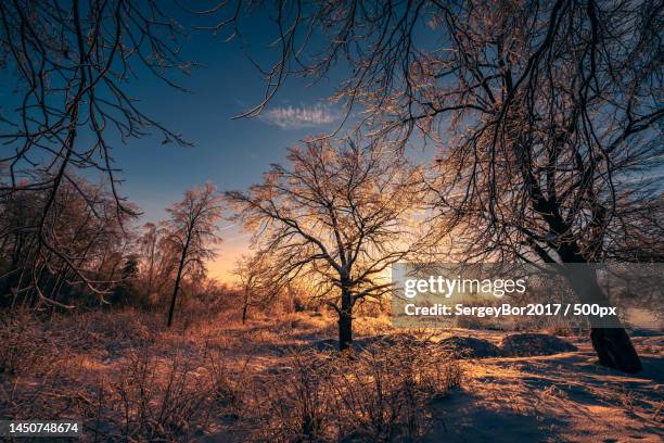 silhouette of bare trees on field against sky during sunset - 2017 2022 stock pictures, royalty-free photos & images