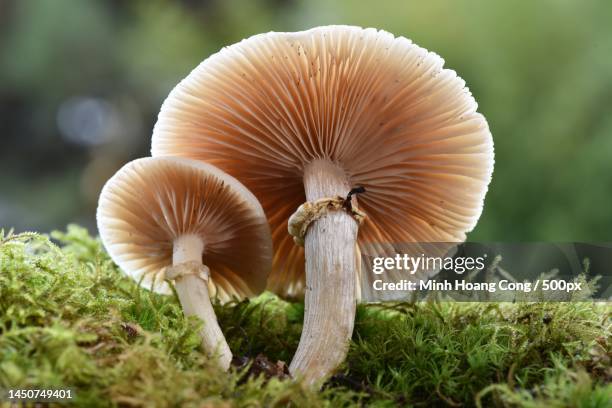 close-up of mushrooms growing on field,france - agaricales stock pictures, royalty-free photos & images