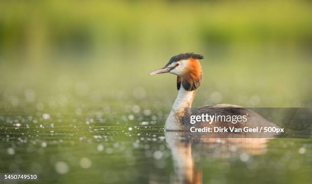 a kingfisher,belgium - grebe stock pictures, royalty-free photos & images