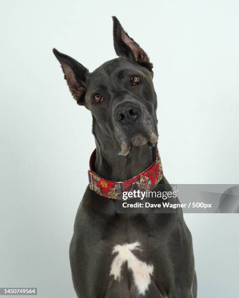 close-up of black great dane against white background,alpharetta,georgia - dogge stock-fotos und bilder