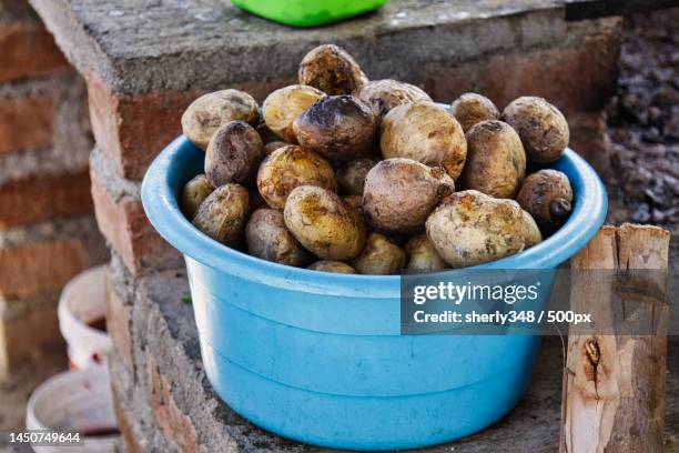 close-up of potatoes in container,peru - daily bucket stock pictures, royalty-free photos & images